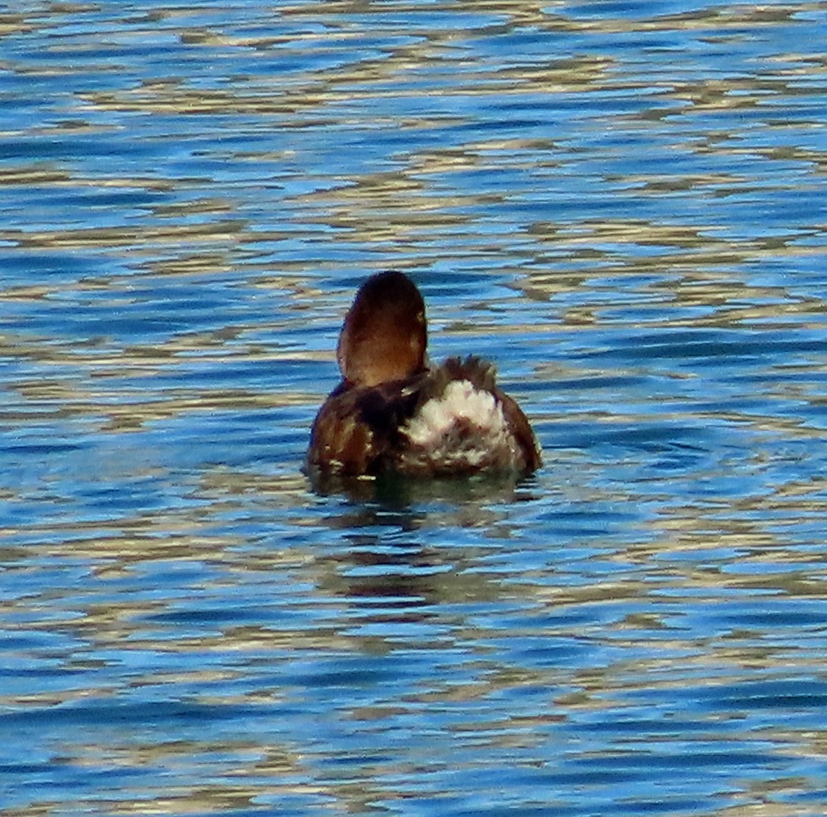 Lesser Scaup - ML617931760