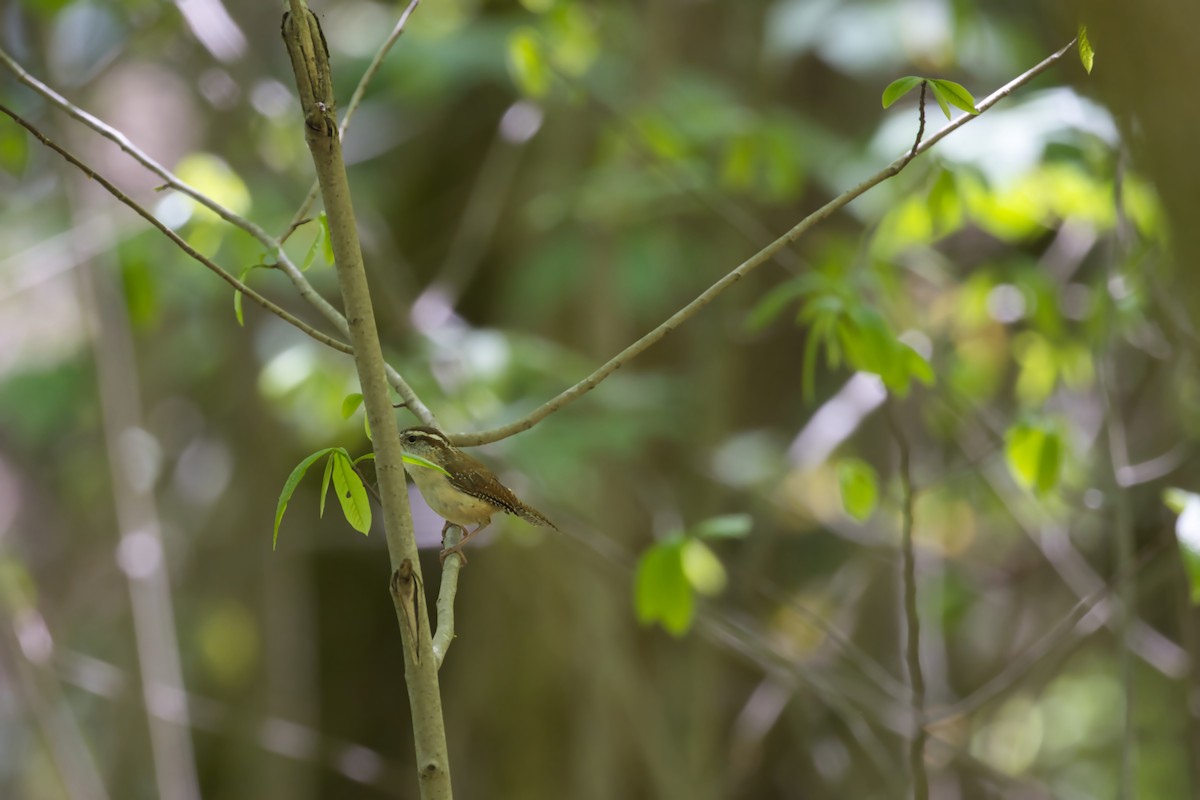 Carolina Wren - ML617931769