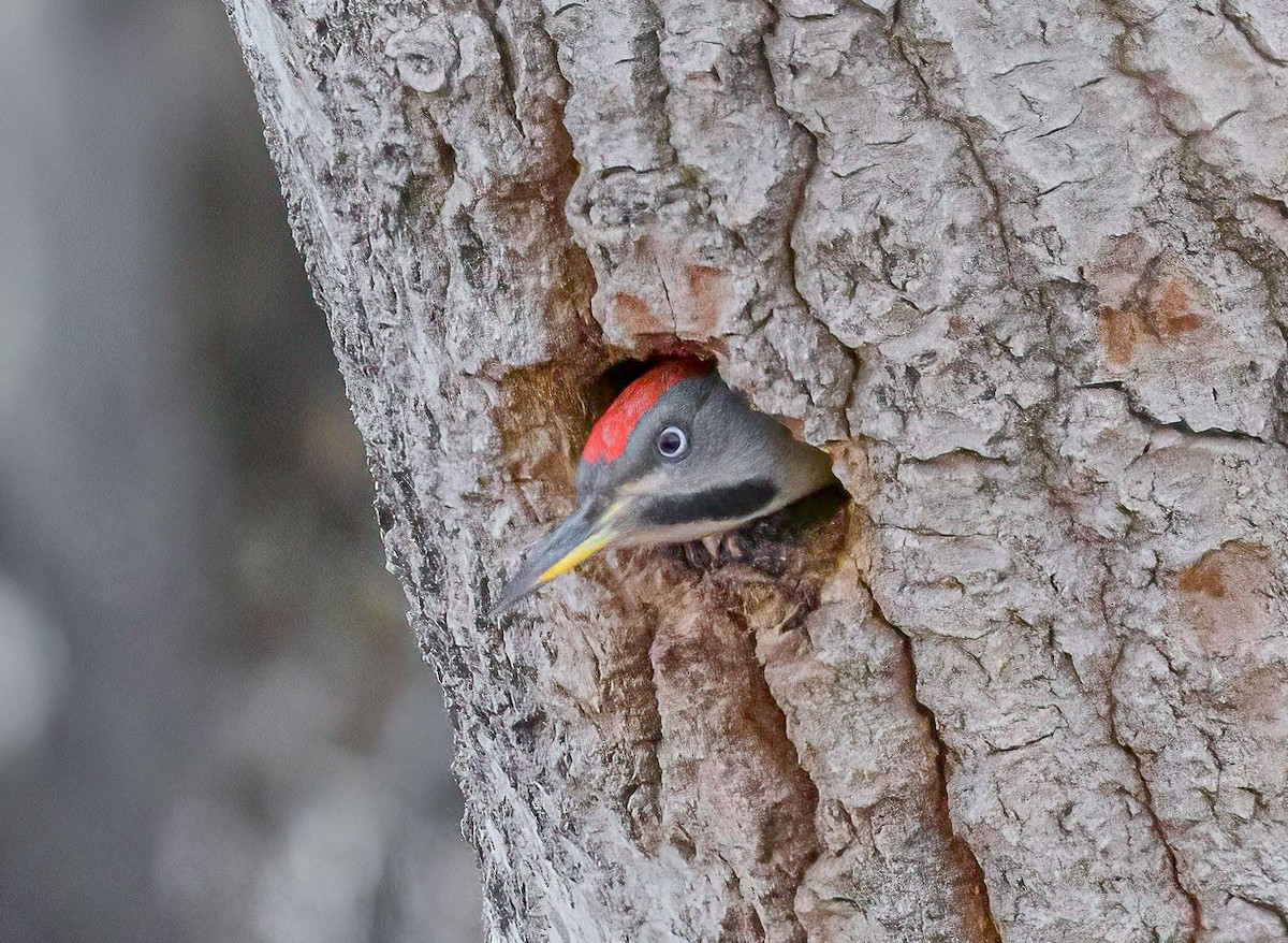 Levaillant's Woodpecker - Mac Aragon