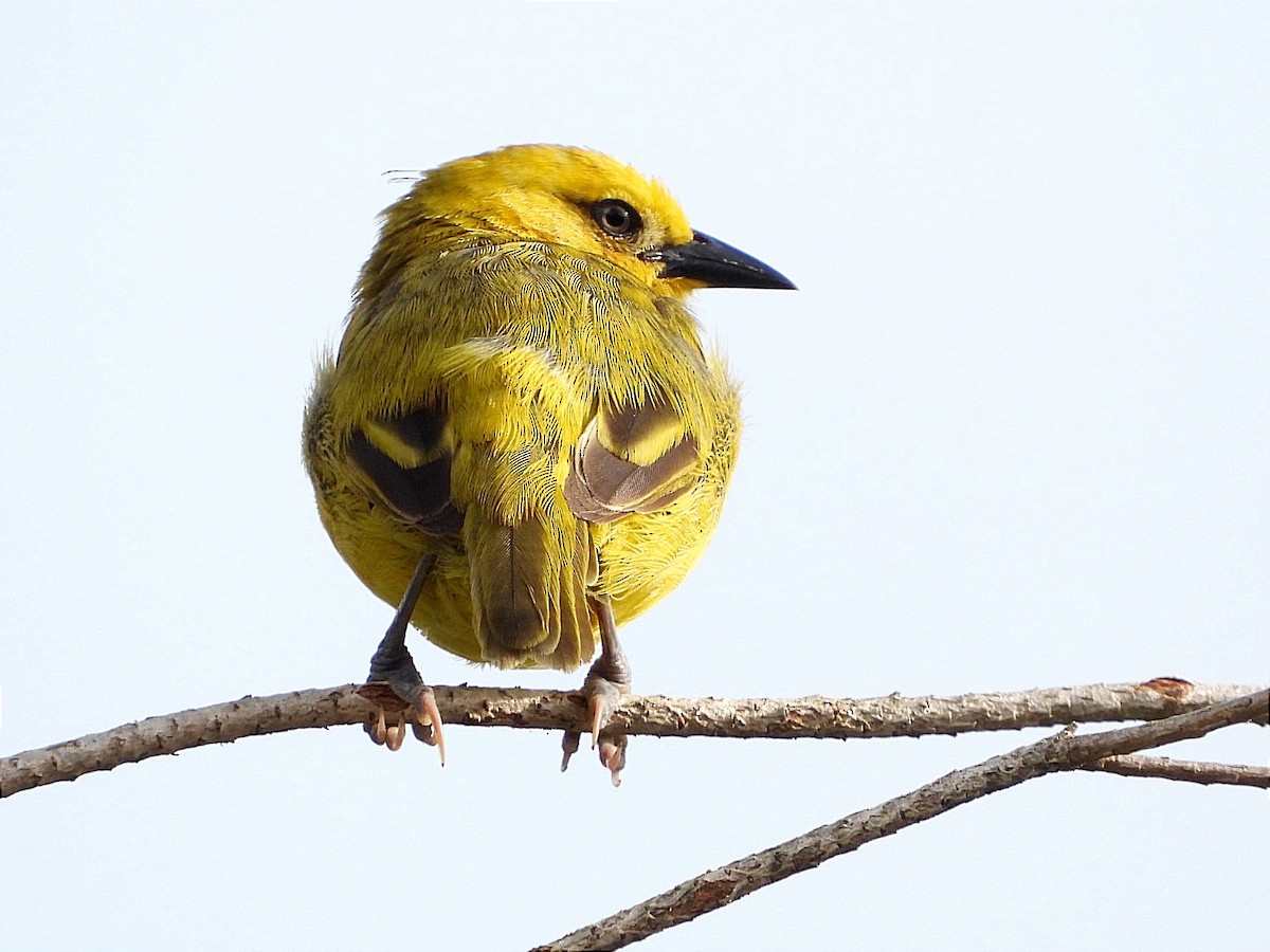 Slender-billed Weaver - ML617931788