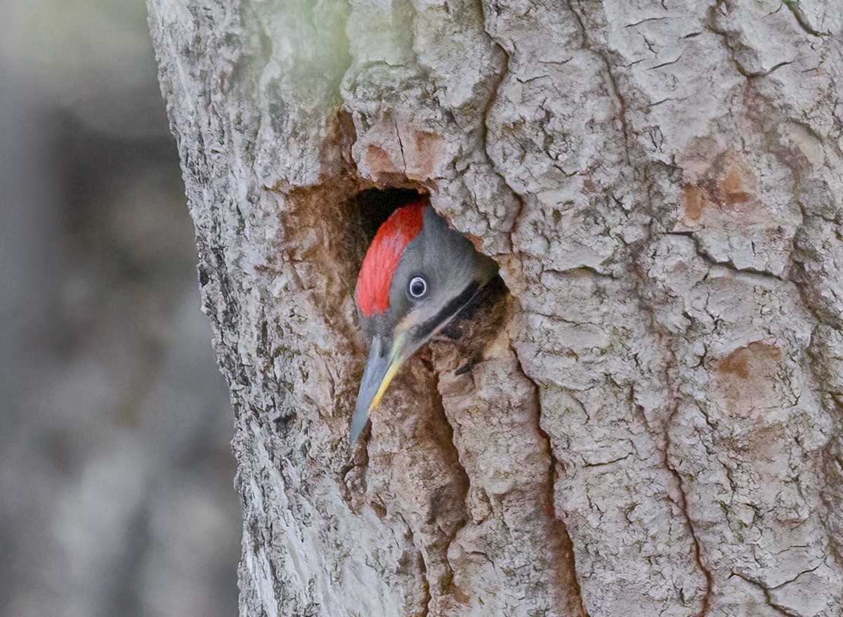 Levaillant's Woodpecker - ML617931789