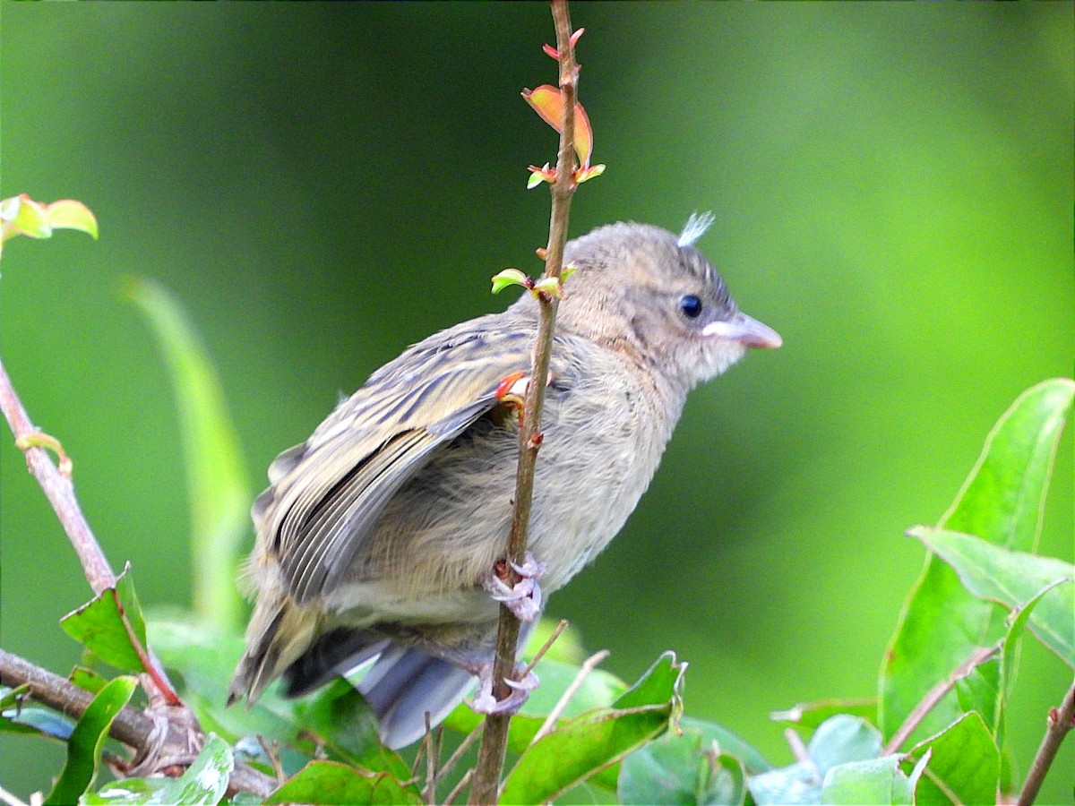 Slender-billed Weaver - ML617931792