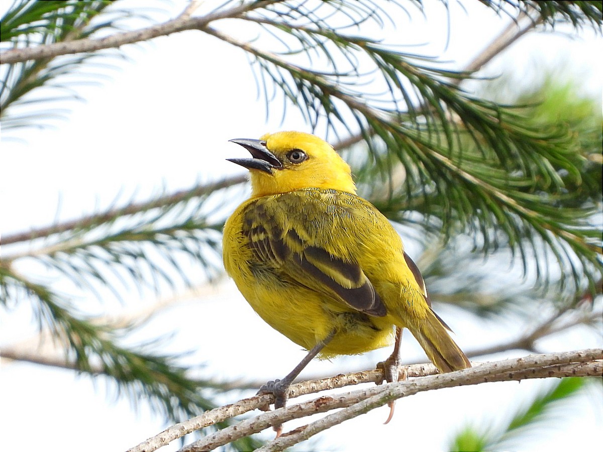 Slender-billed Weaver - ML617931793