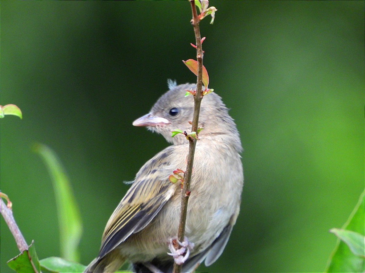 Slender-billed Weaver - ML617931795