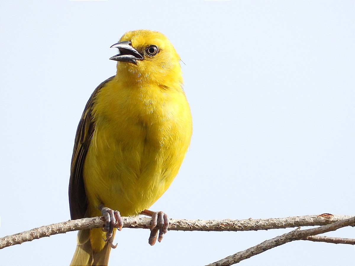 Slender-billed Weaver - ML617931796