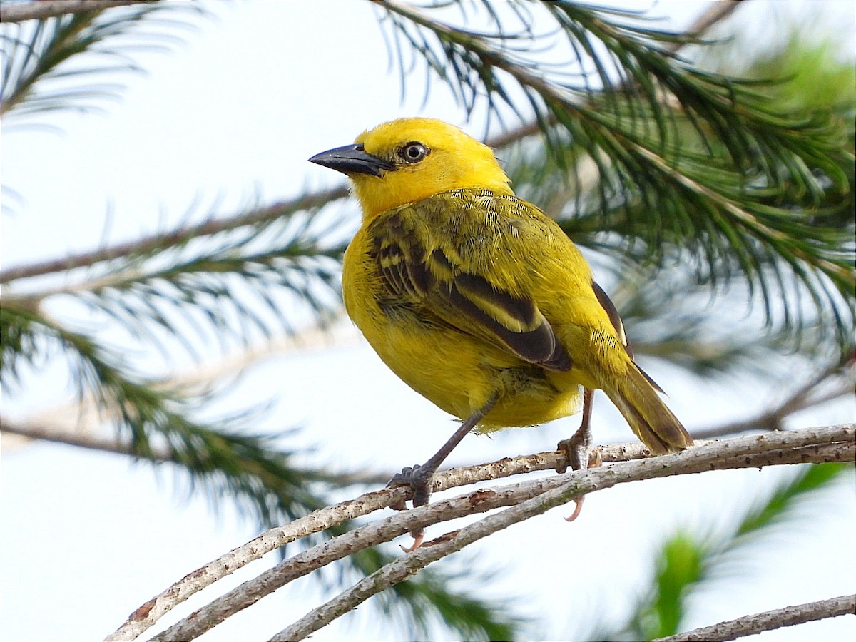 Slender-billed Weaver - ML617931797