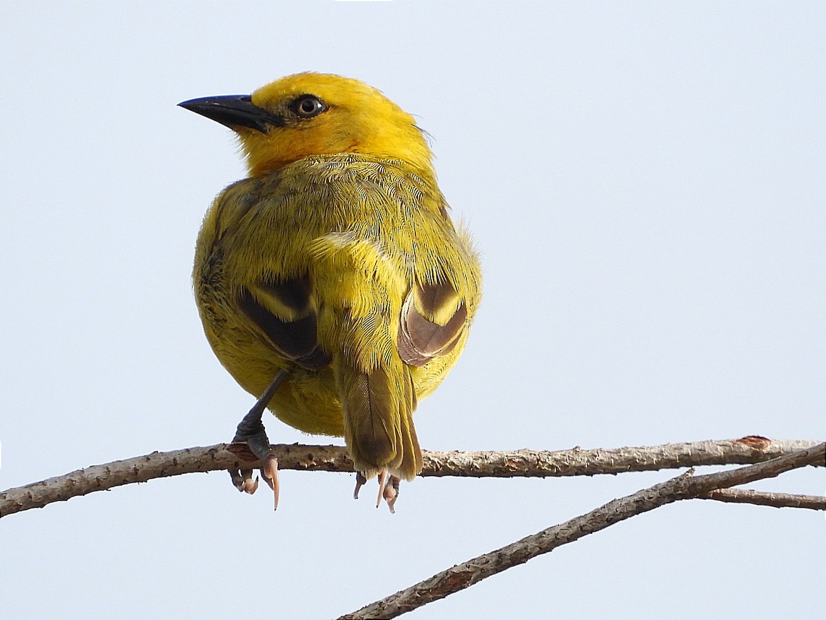 Slender-billed Weaver - ML617931798