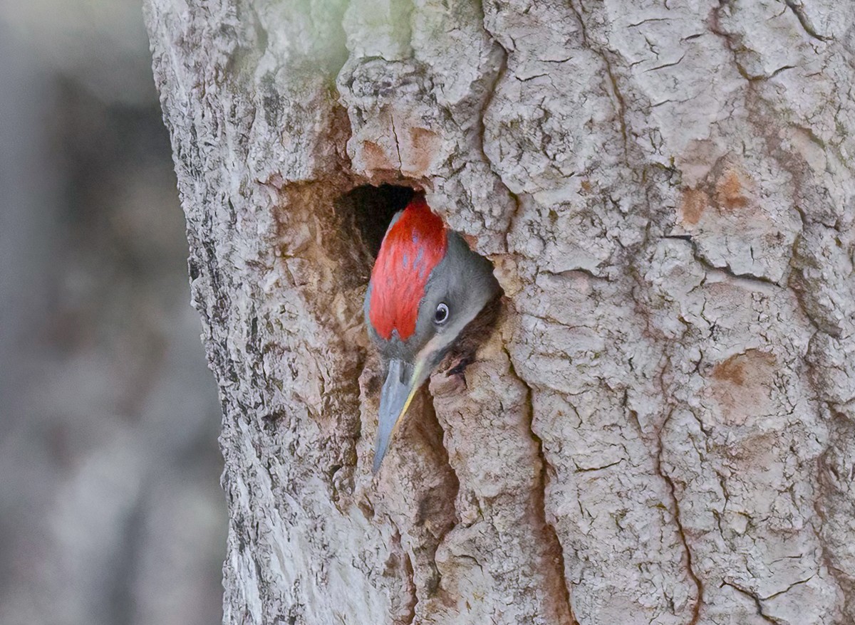 Levaillant's Woodpecker - Mac Aragon