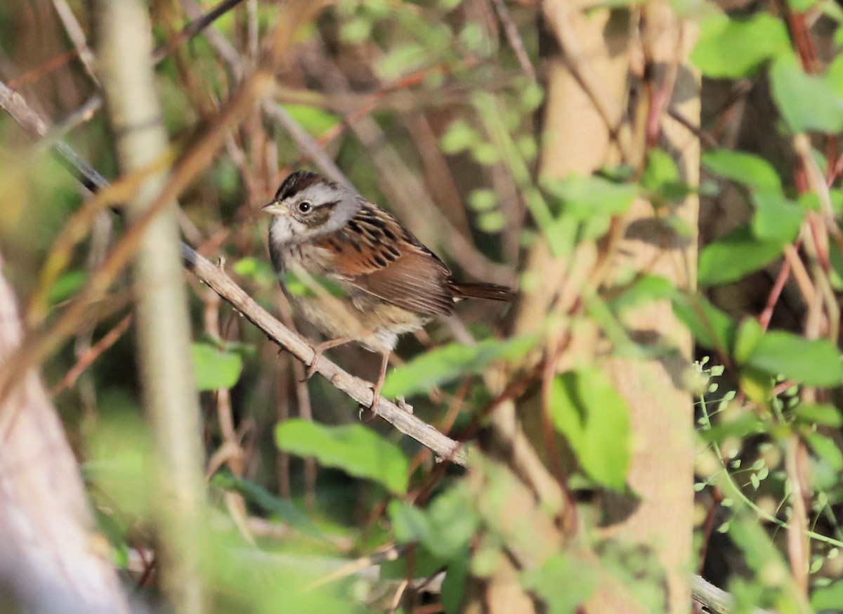 Swamp Sparrow - ML617931804