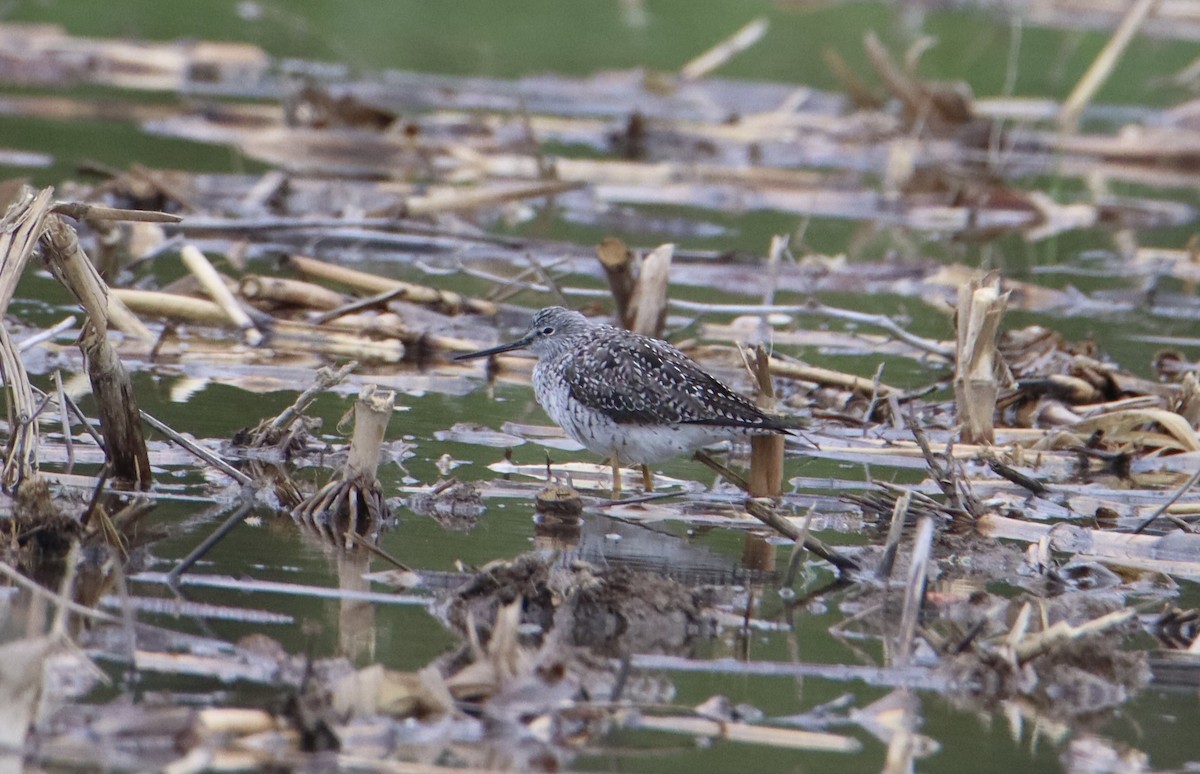 Greater Yellowlegs - ML617931807