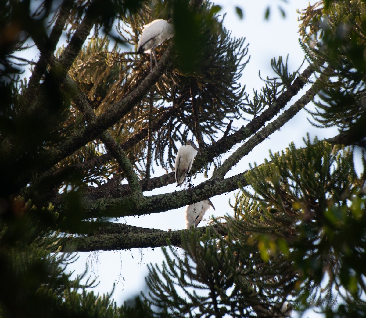 Wood Stork - ML617931824