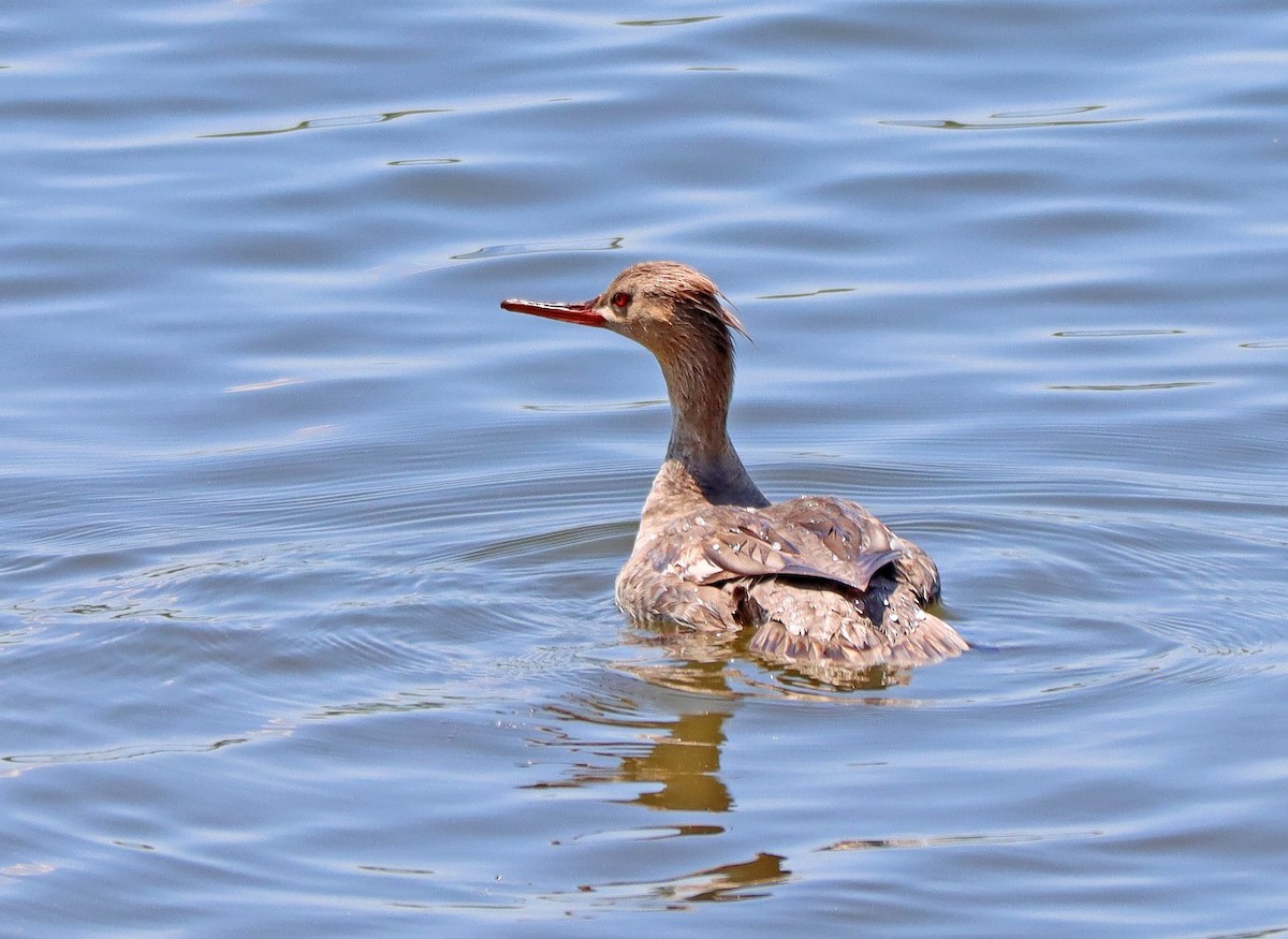 Red-breasted Merganser - ML617931842