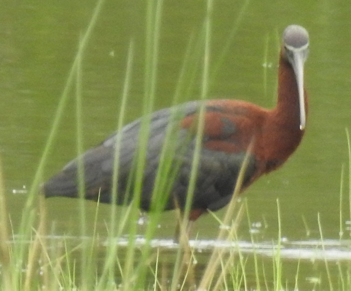 Glossy Ibis - ML617931885