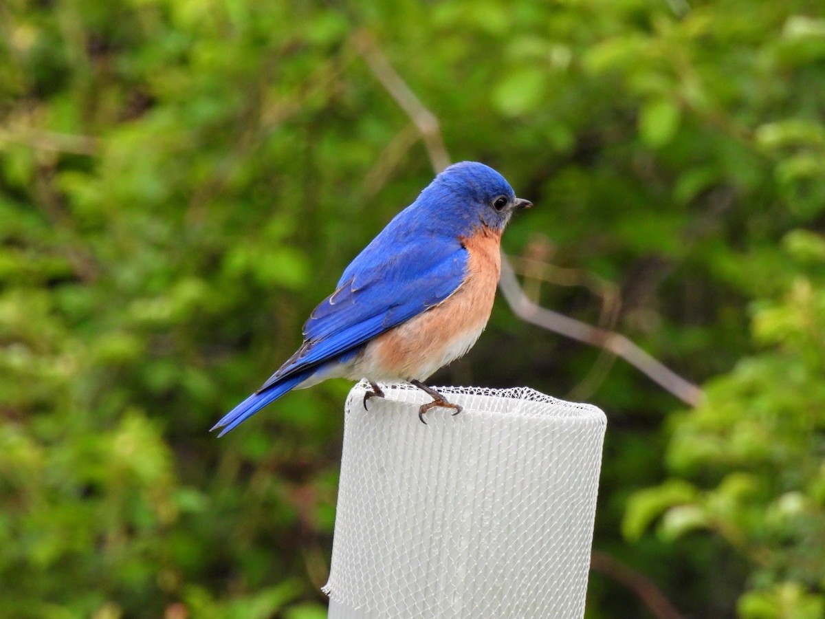 Eastern Bluebird - ML617931949