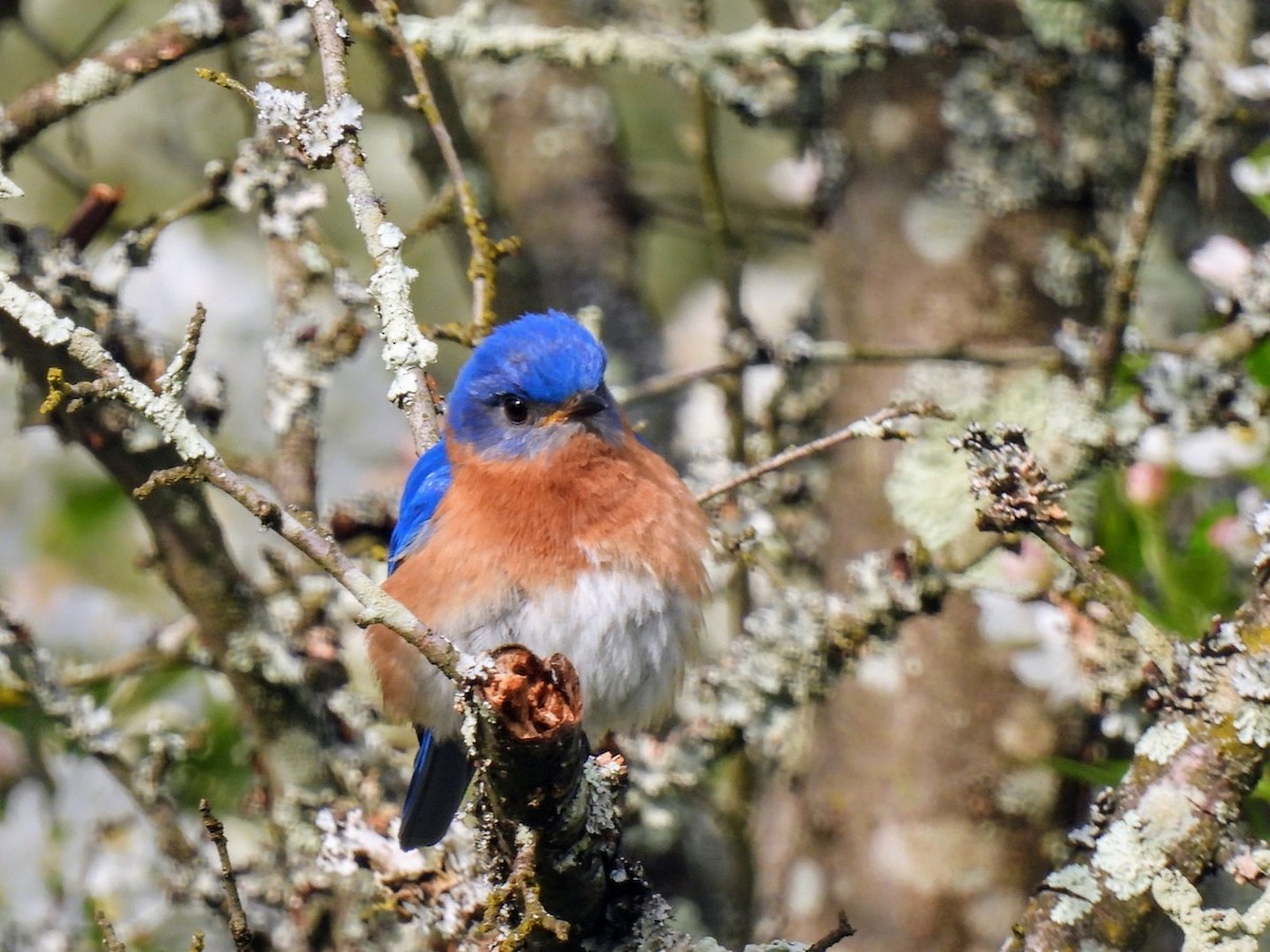 Eastern Bluebird - ML617931950