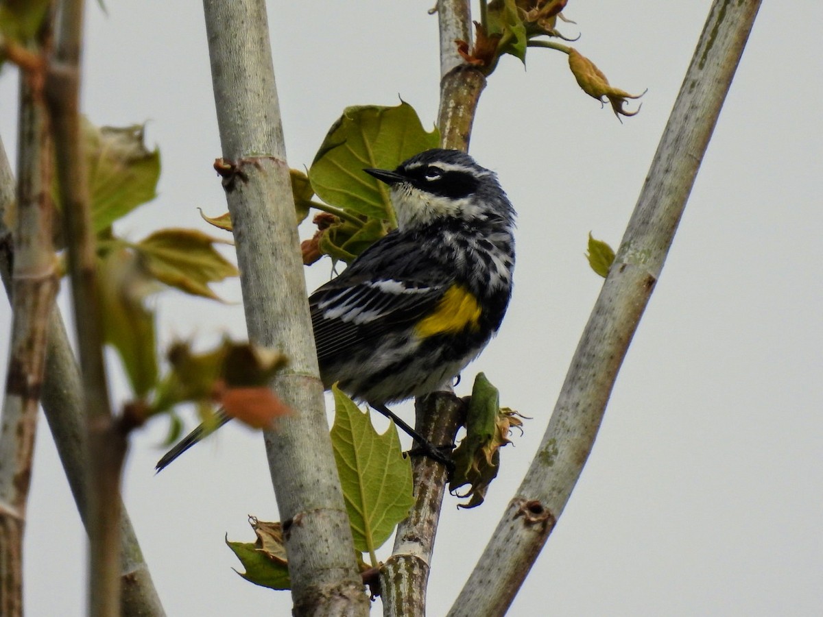 Yellow-rumped Warbler - ML617931963