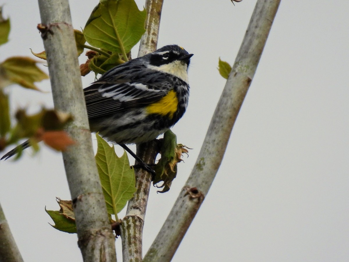 Yellow-rumped Warbler - ML617931965