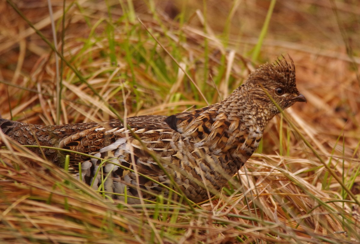 Ruffed Grouse - ML617931995