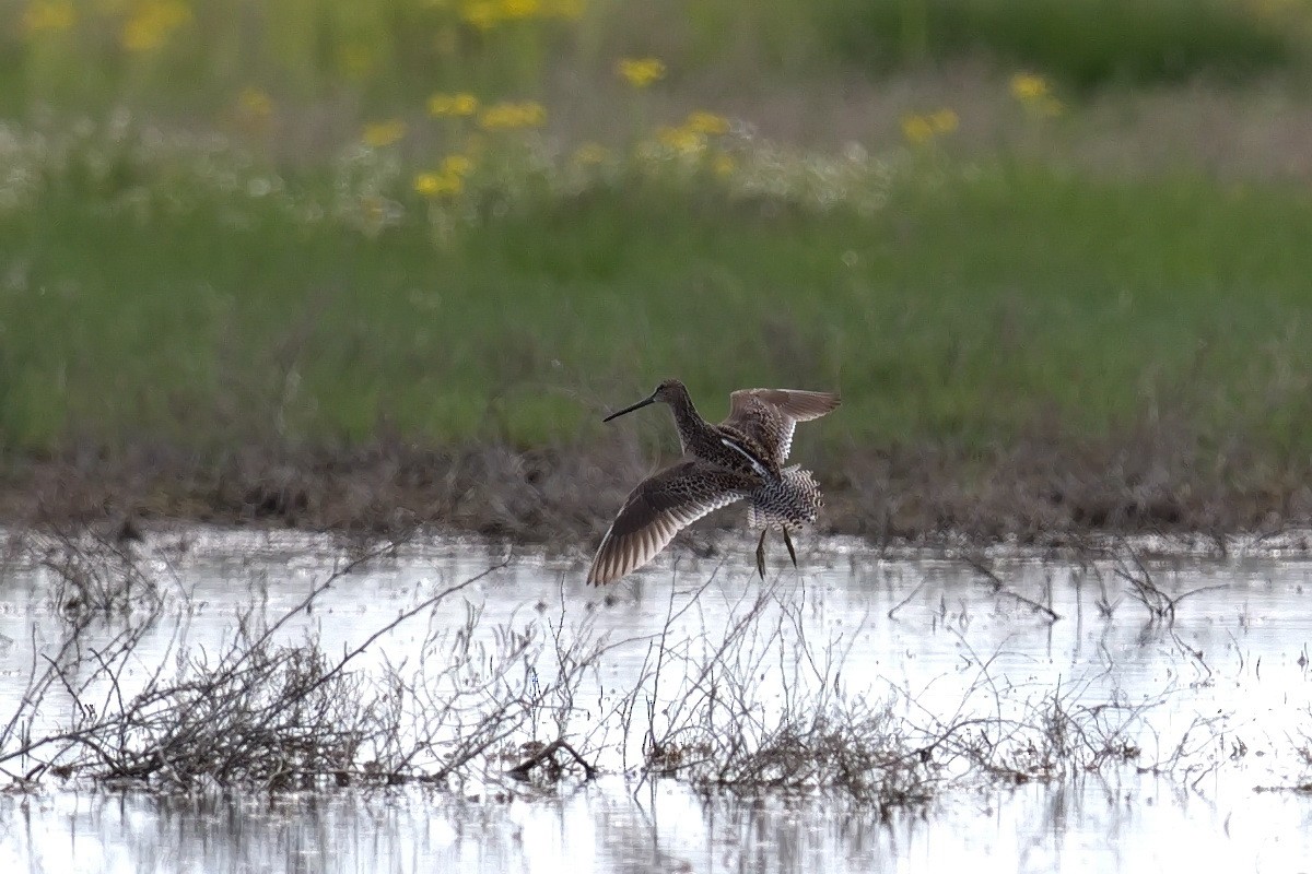 Long-billed Dowitcher - Yuriy Kodrul