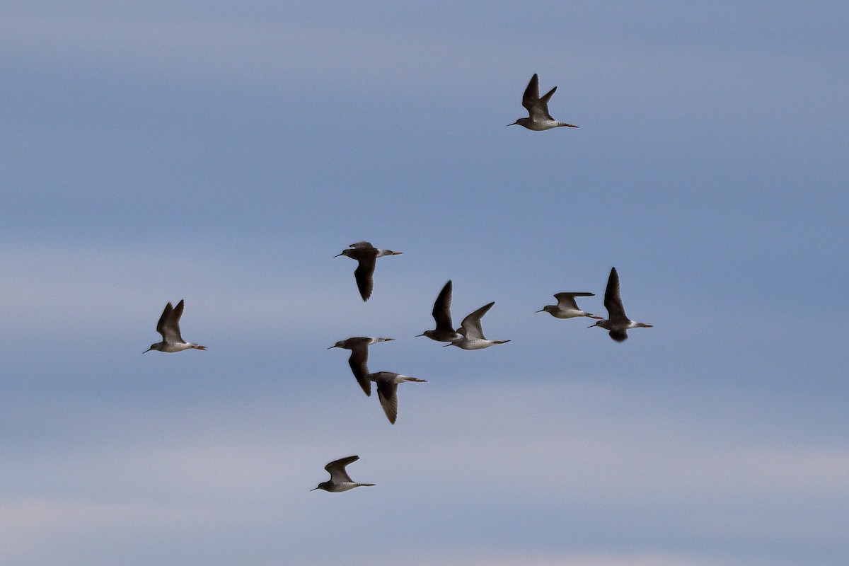 Lesser Yellowlegs - ML617932016