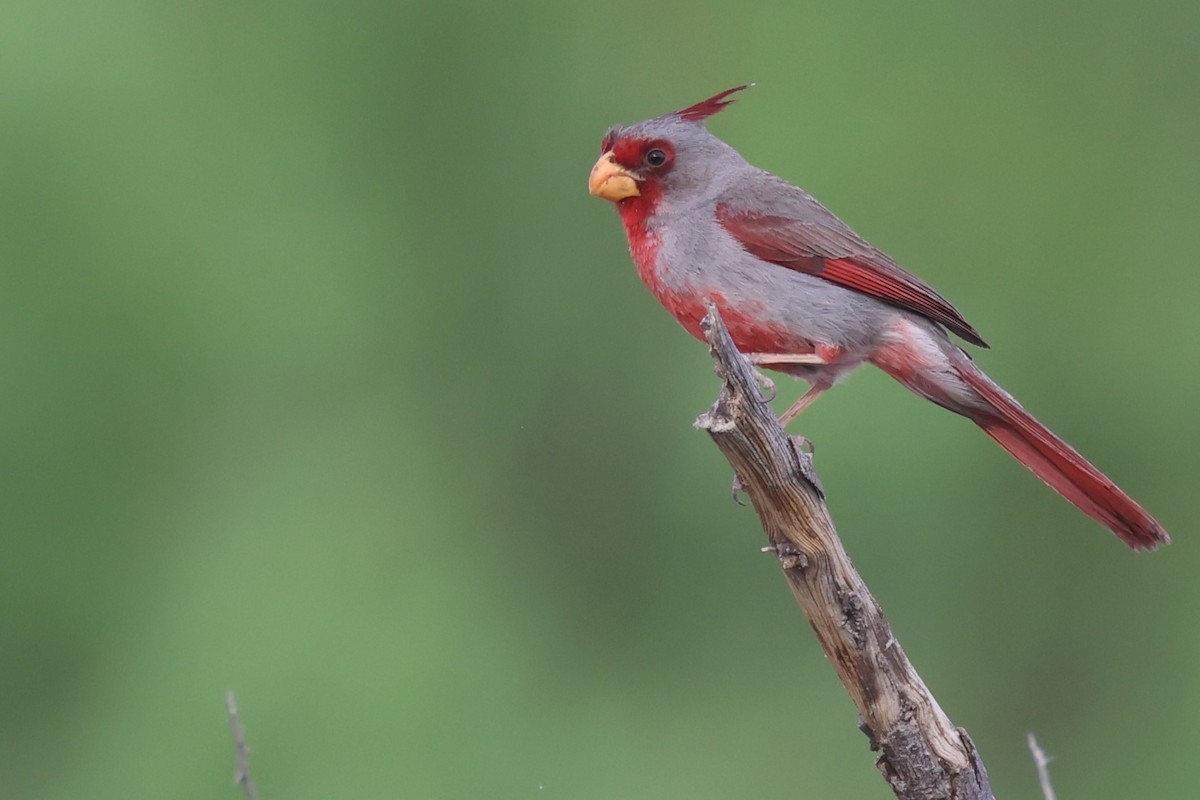 Pyrrhuloxia - ML617932023