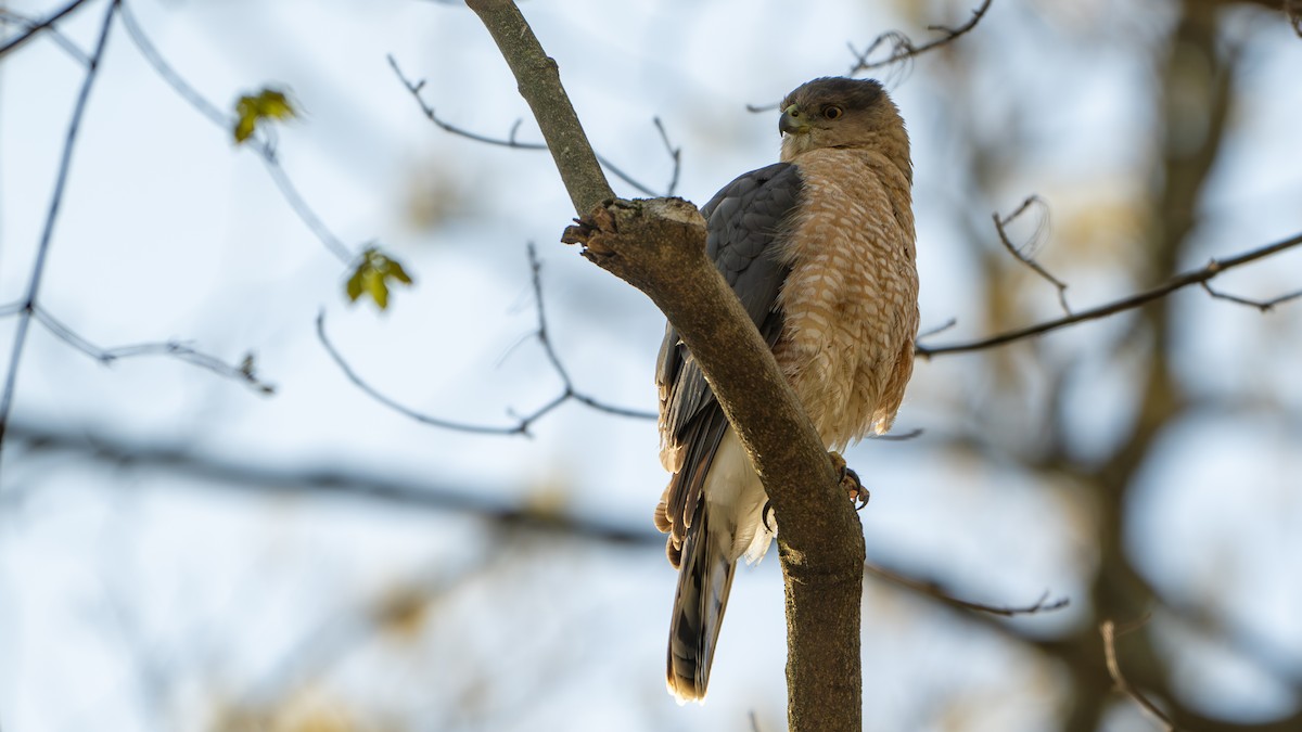 Cooper's Hawk - ML617932036