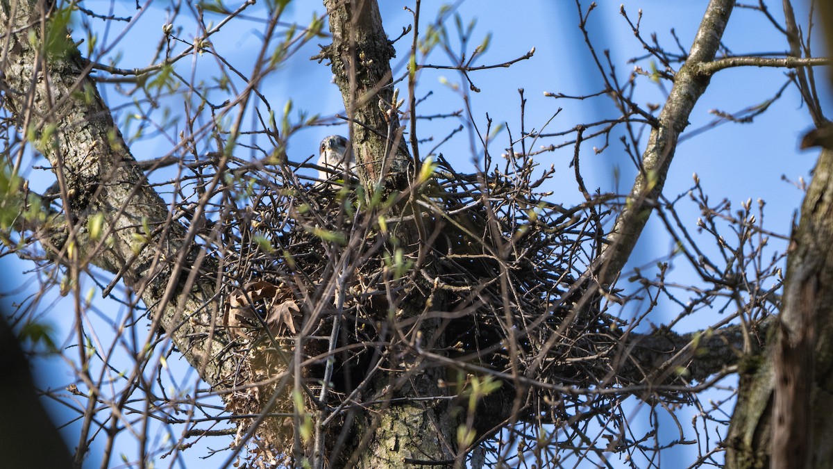 Cooper's Hawk - ML617932037