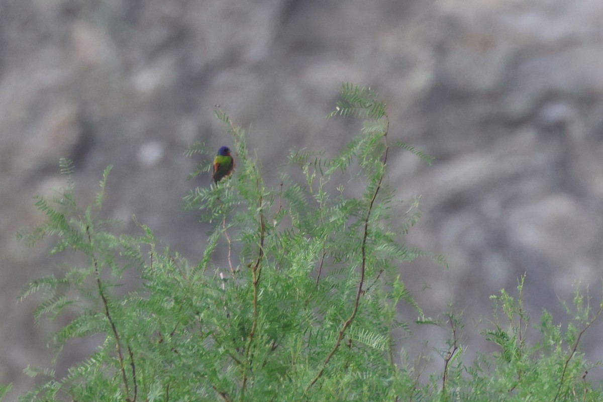 Painted Bunting - ML617932057