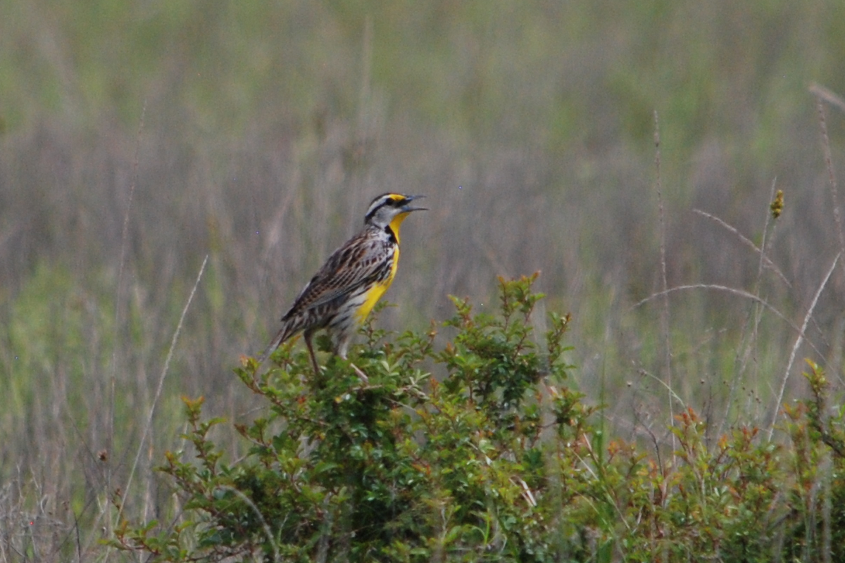 Eastern Meadowlark - ML617932058