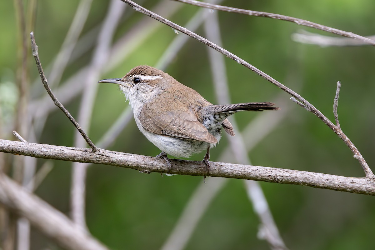 Bewick's Wren - Brian  Faulkner