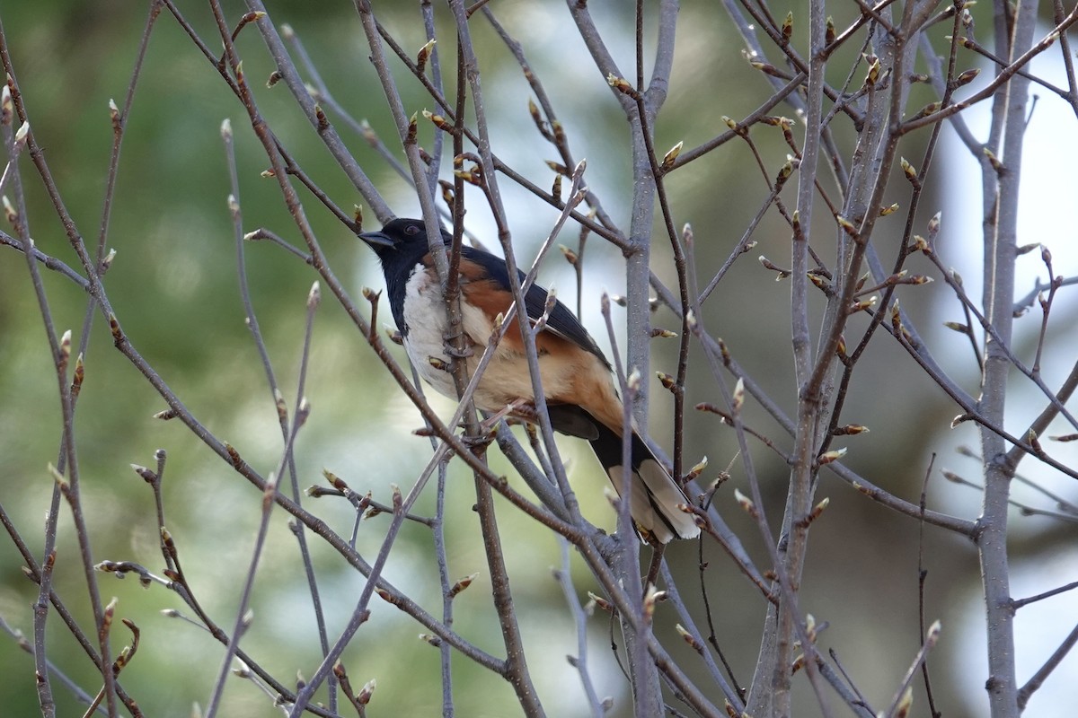 Eastern Towhee - Kevin F Murphy