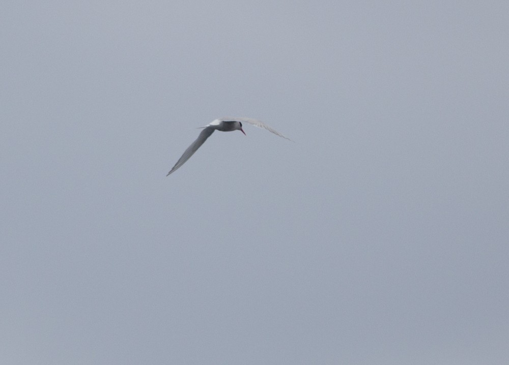 Antarctic Tern - ML617932121