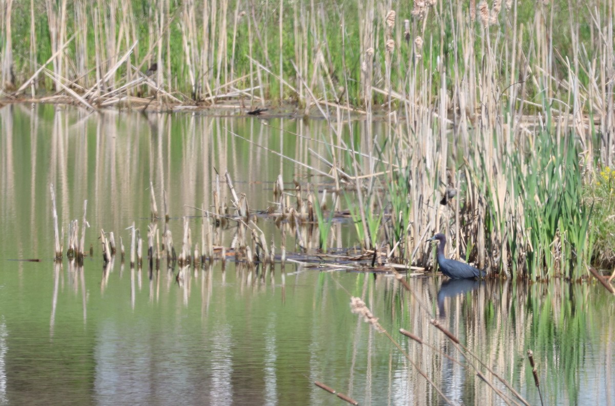 Little Blue Heron - ML617932130