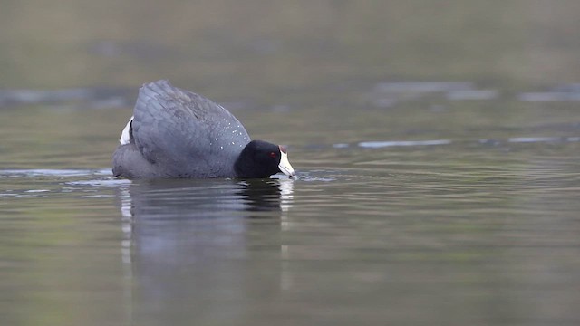 Foulque d'Amérique - ML617932135