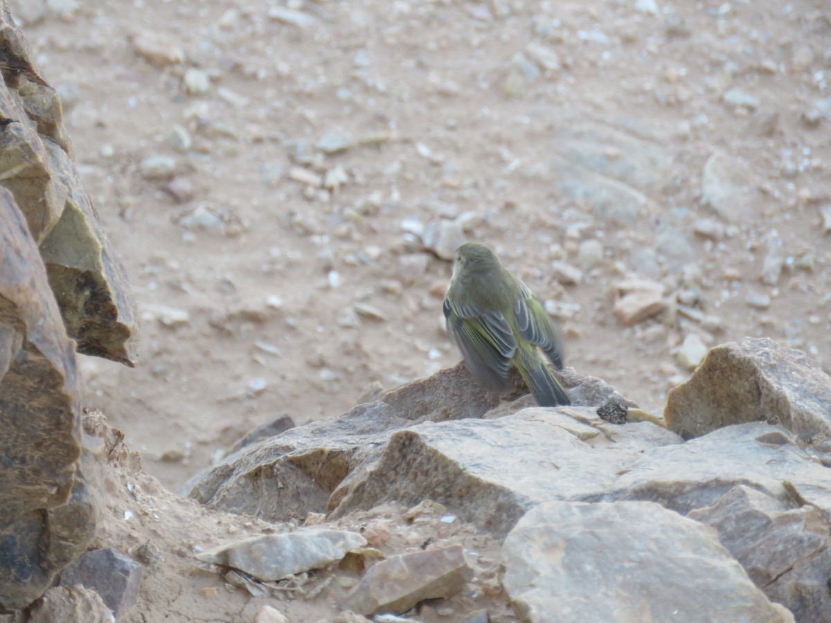 Mosquitero Papialbo - ML617932140