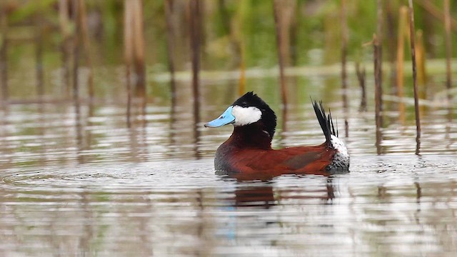 Ruddy Duck - ML617932142