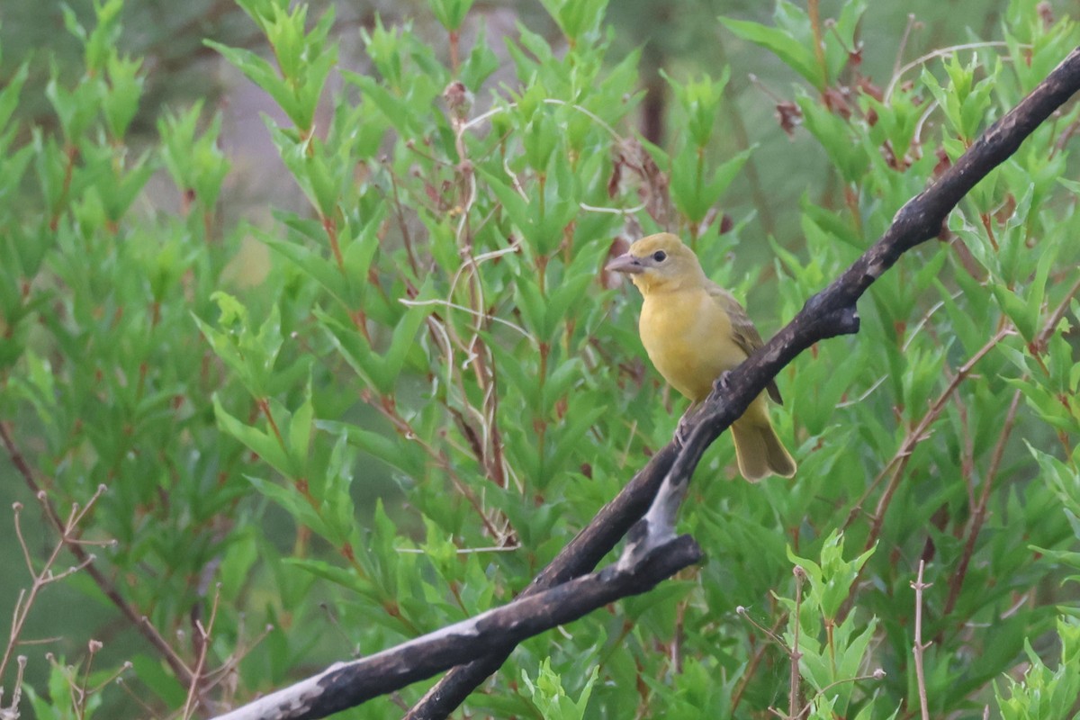 Summer Tanager - ML617932149