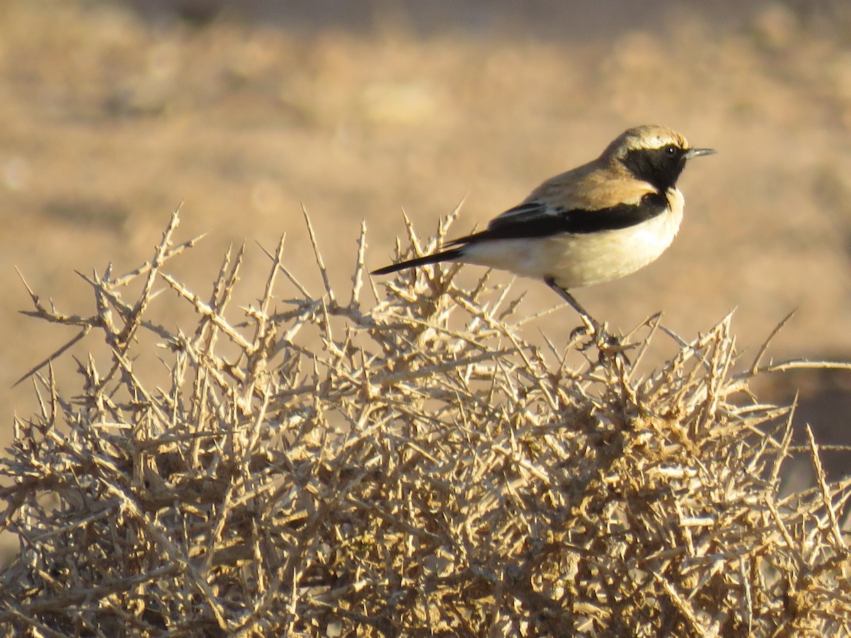 Desert Wheatear - Natalia Rojas Estévez