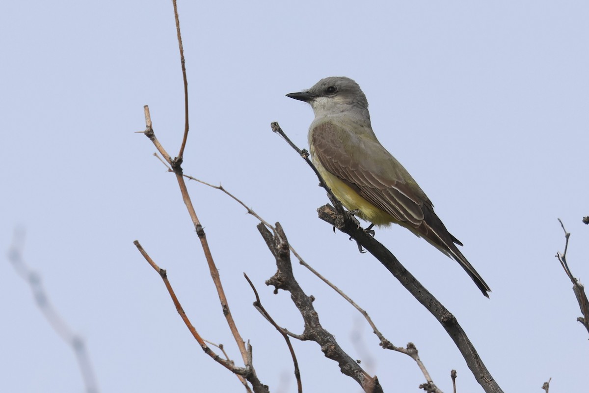 Western Kingbird - ML617932179