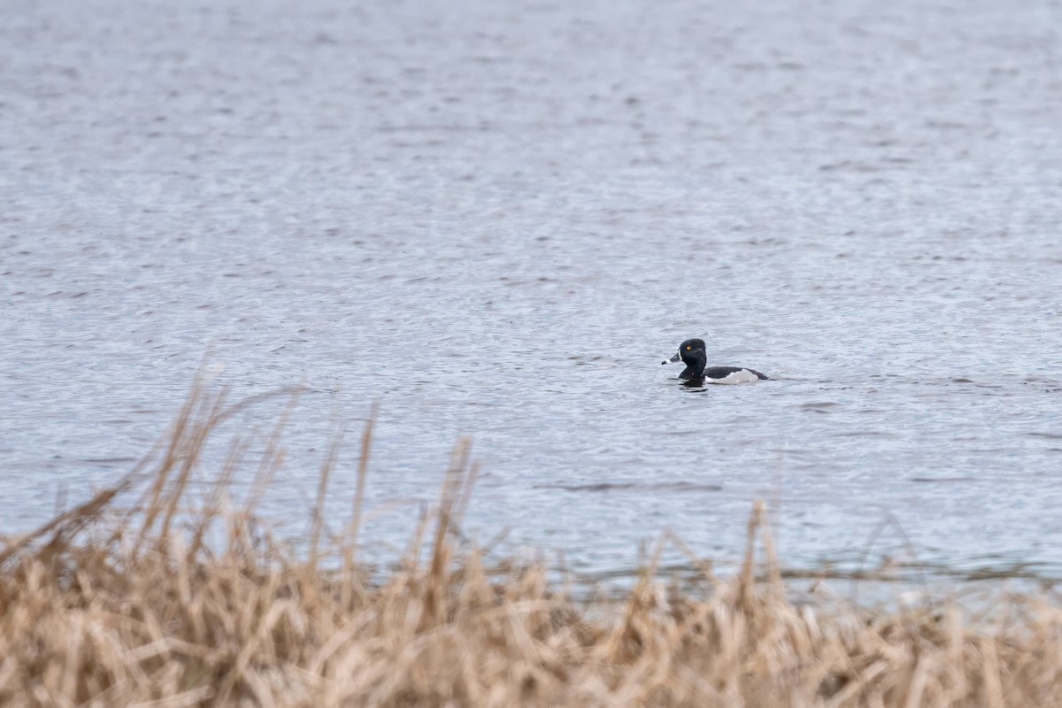 Ring-necked Duck - ML617932211