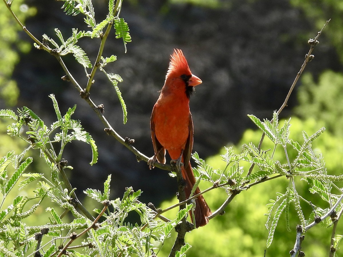 Northern Cardinal - Sandy and Stephen Birge