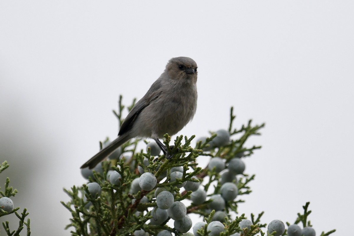 Bushtit - Ron Rind