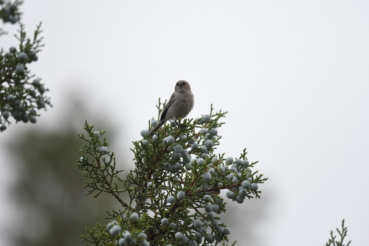 Bushtit - Ron Rind