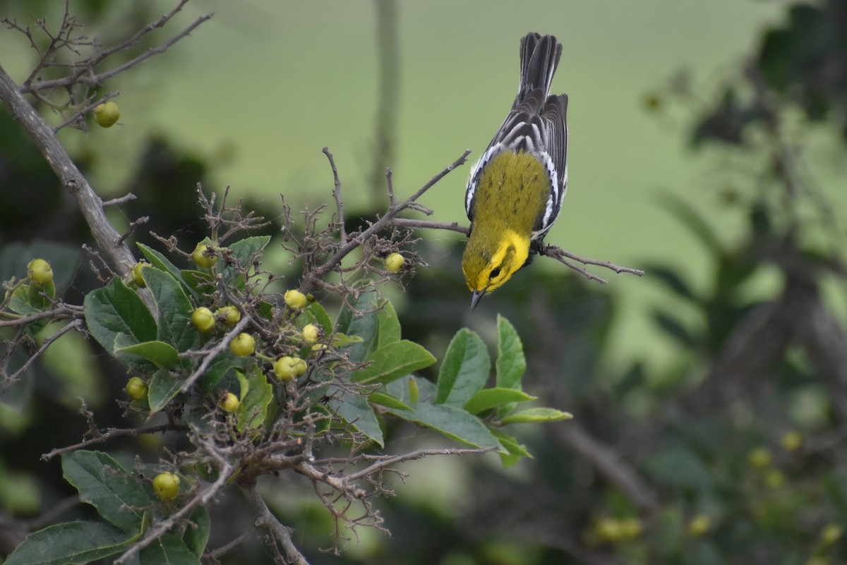 Black-throated Green Warbler - Matthew Law