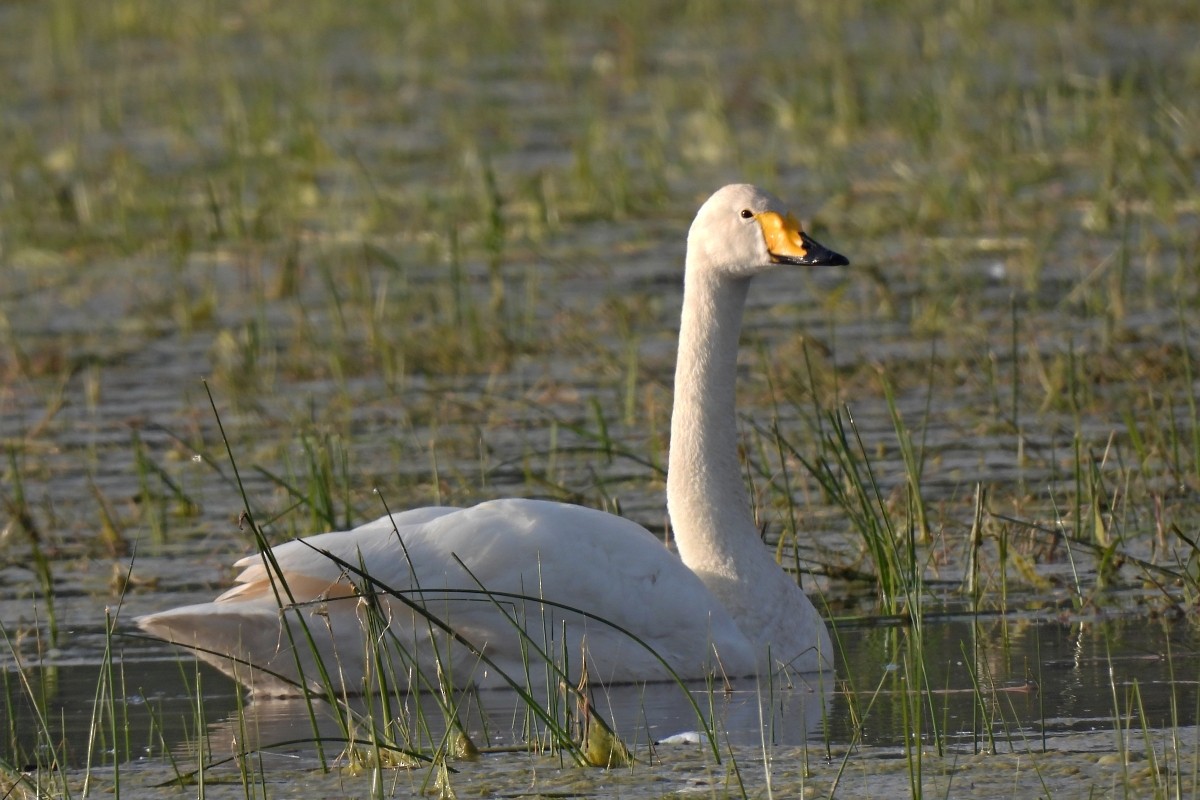 Whooper Swan - ML617932311