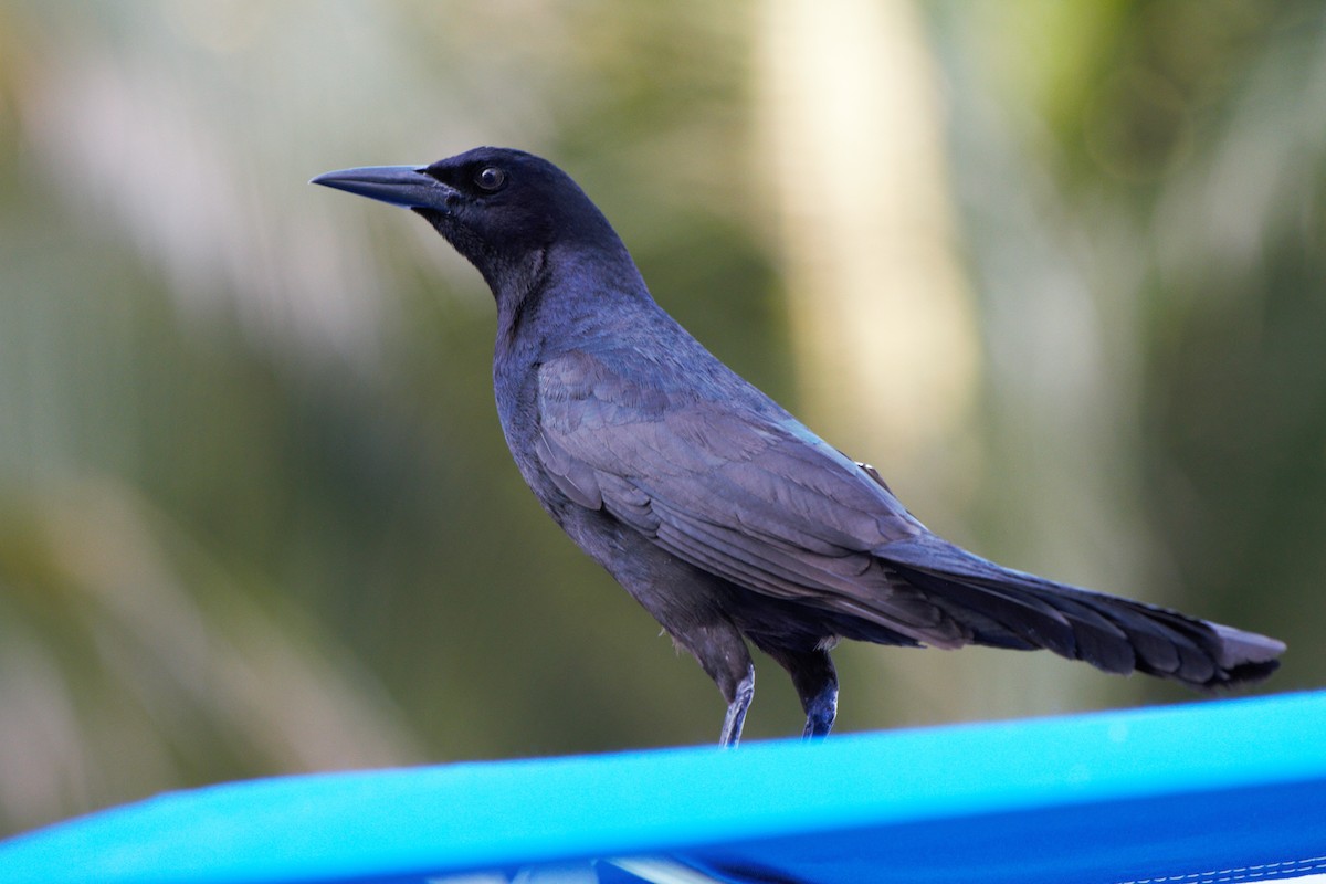 Boat-tailed Grackle (westoni) - ML617932320