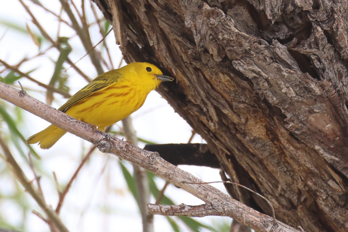 Yellow Warbler (Northern) - ML617932321