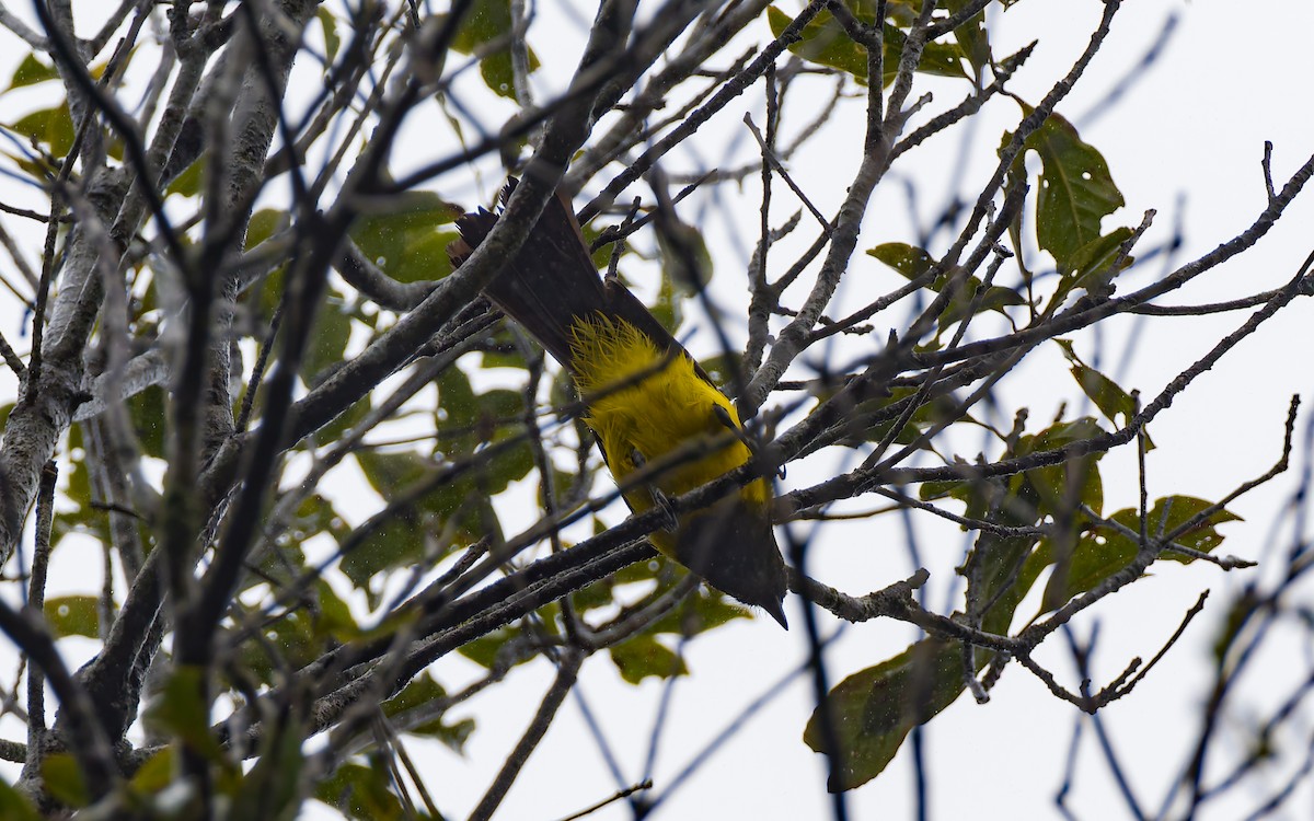 Sultan Tit (Black-crested) - ML617932331