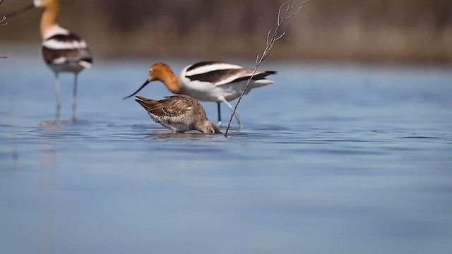 Long-billed Dowitcher - ML617932350