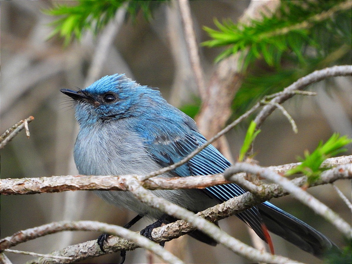 African Blue Flycatcher - ML617932420